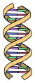 DNA.svg
