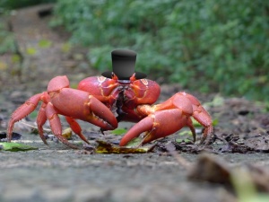Mr. Crab.jpg