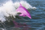 Pink Dolphin Jumping.jpg