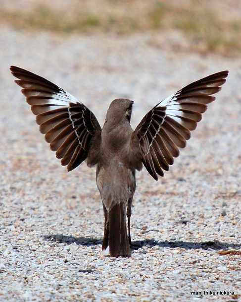 Die Spottdrossel,Wahrzeichen des Lone-Star States Texas,die Giftspritze unter den Vögeln