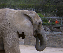 Elefantenohr.jpg
