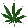 Feuille de Cannabis.GIF