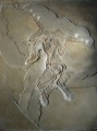 Arachaeopteryx Fossil.jpg
